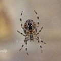 Garden (Cross) Spider (Araneus diadematus) underside,  Alan Prowse